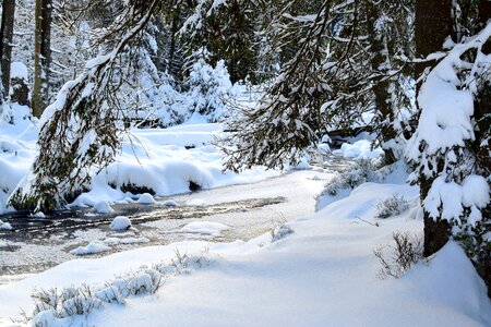 Forest water wintry photo