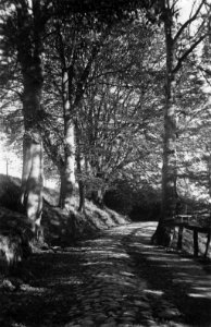 Waldweg bei Oppendorfer Mühle (Kiel 70.260)