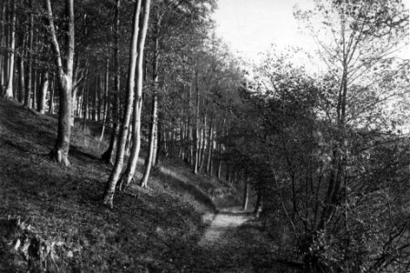 Waldweg an der Schwentine (Kiel 70.266)