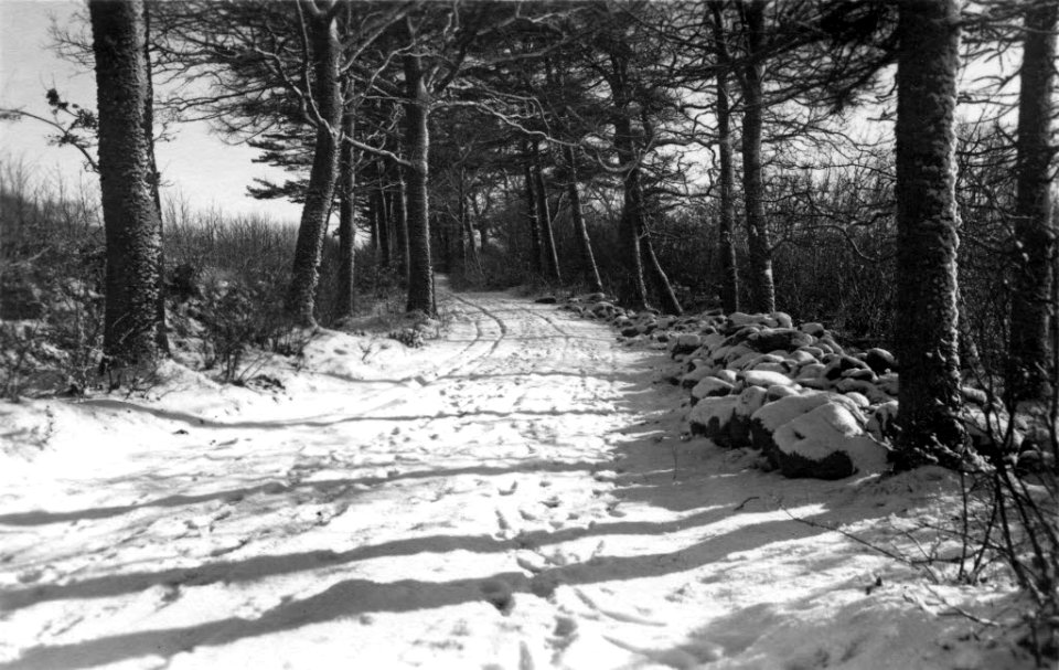 Waldweg im Rönner Gehege im Winter (Kiel 70.300)