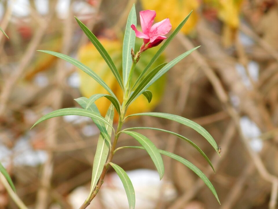 Flower closeup garden