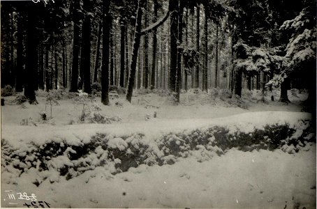 Wald auf dem Schlachtfelde bei Wolbrom. (BildID 15539019)