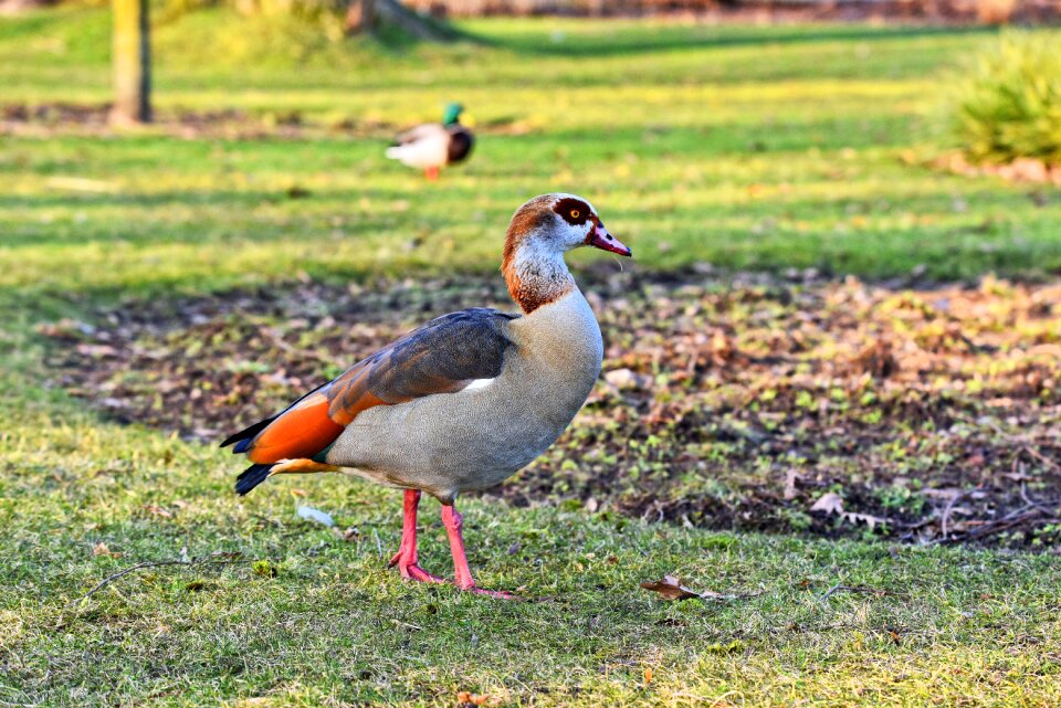 Waterbird aquatic bird animal