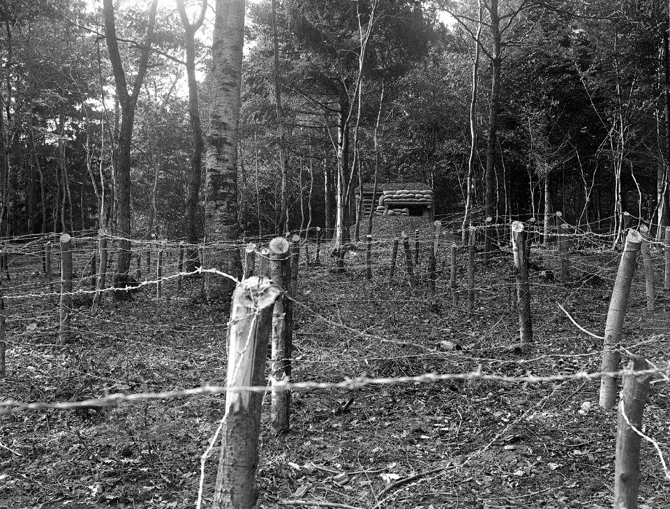 Waldverhaue mit Stacheldrahthindernissen - CH-BAR - 3236587