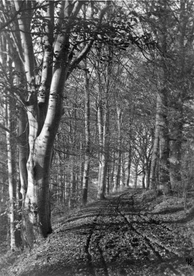 Waldweg bei Marutendorf (Kiel 70.320)