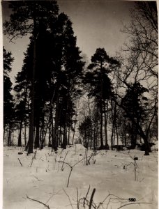 Waldpartie beim Harzofen (BildID 15706099)