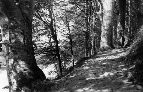 Waldweg an der Schwentine (Kiel 70.281)
