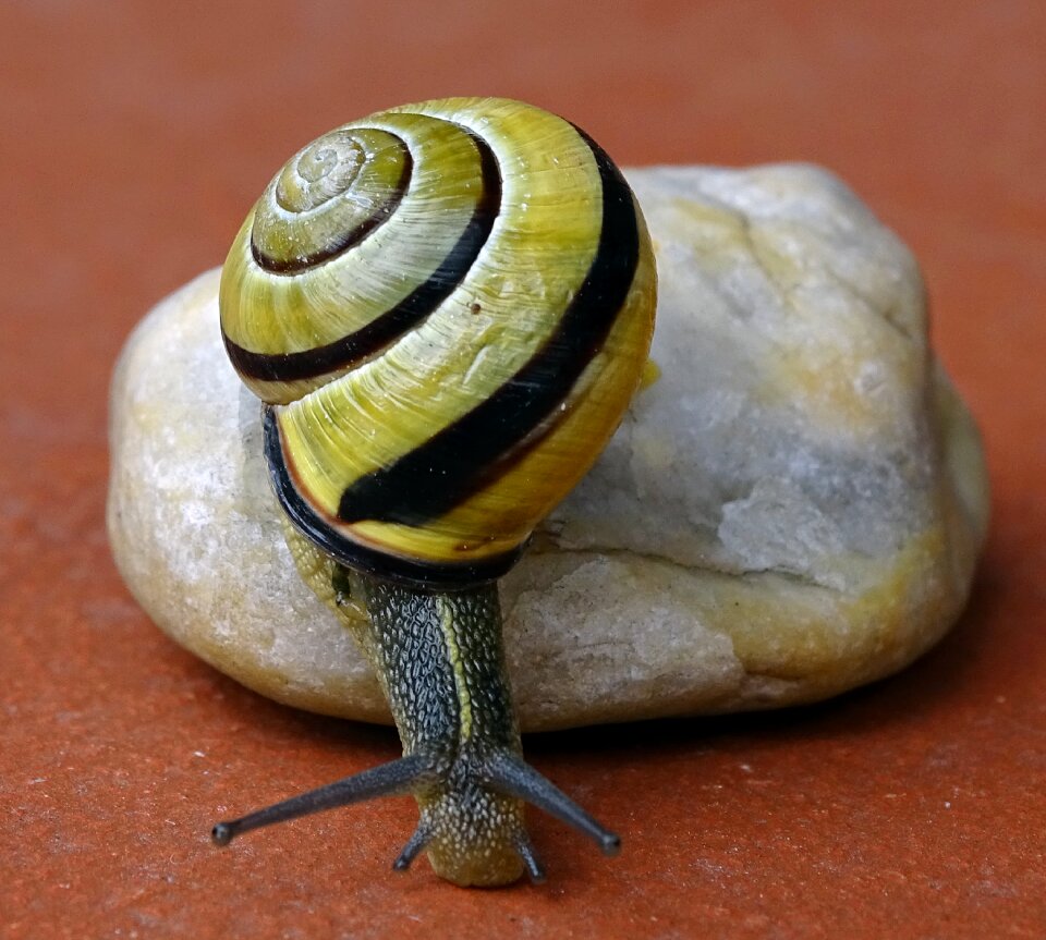 View casing mollusk