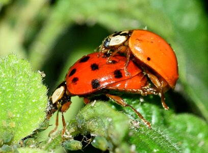 Ladybug coupling macro photo