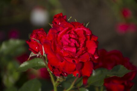 Blossom bloom red rose