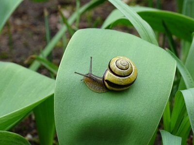 View casing mollusk