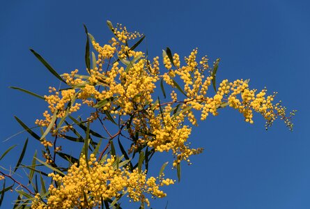 Yellow fluffy australian native