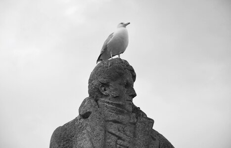 Saint malo tourist town seabird