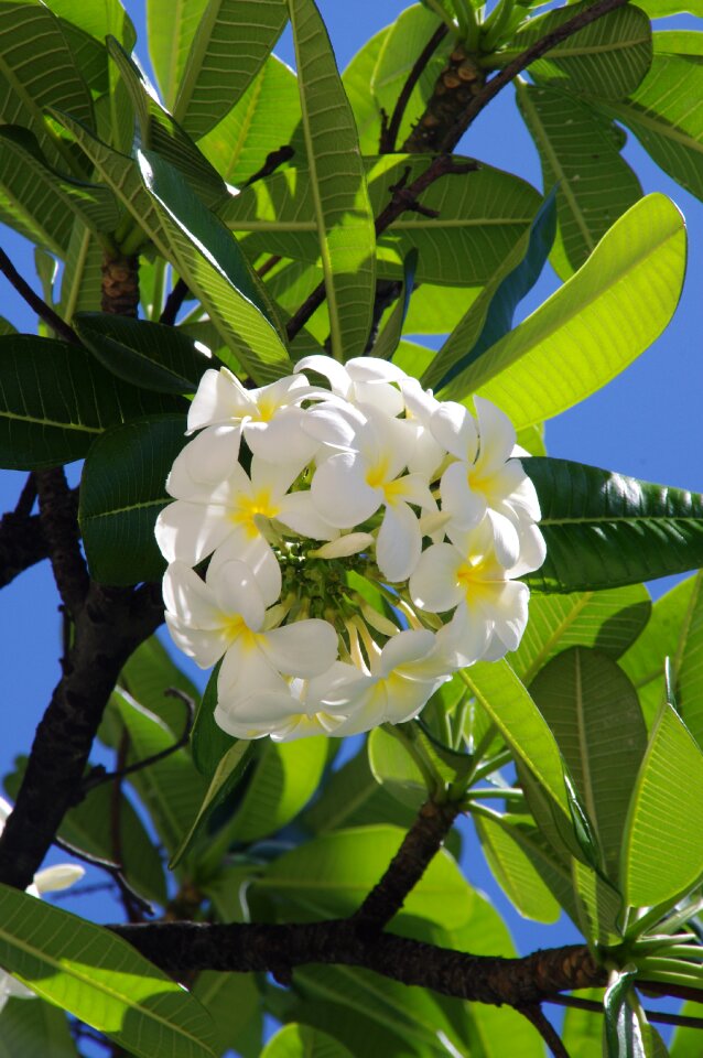 Tropical nature summer