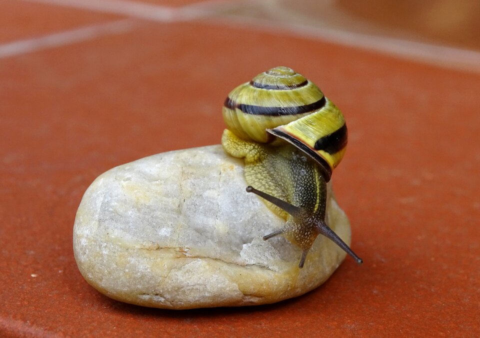 View casing mollusk