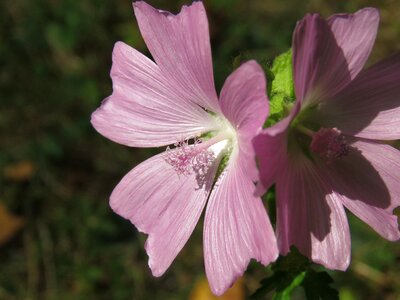 Wild plant wild flowers violet photo