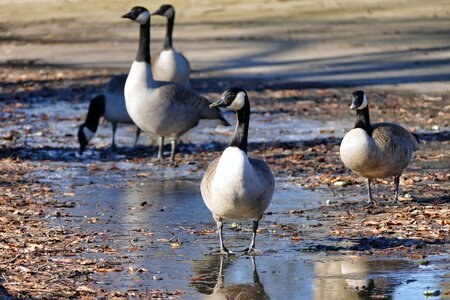 Animal world lake water bird photo