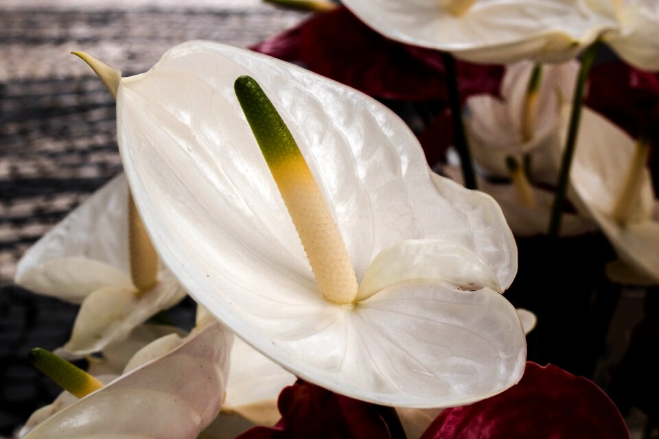 Anthurium white comanche