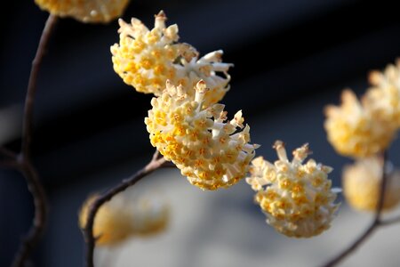 Branch season outdoors photo