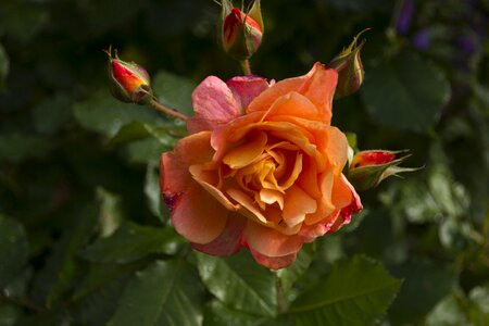 Blossom bloom garden rose photo