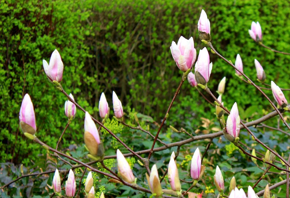Flowers spring flower