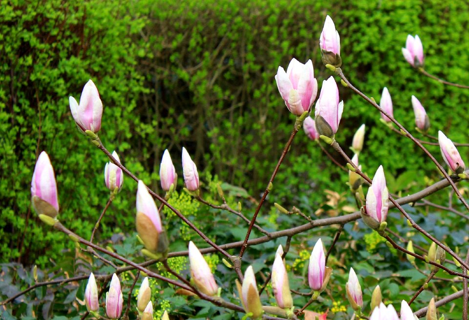 Flowers spring flower photo