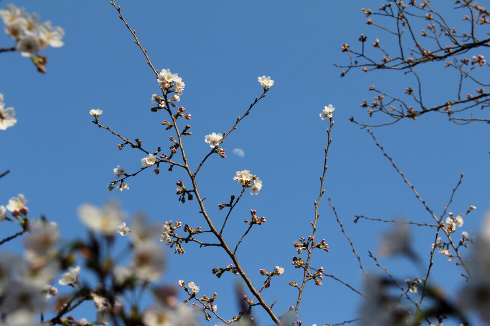 Flower season nature