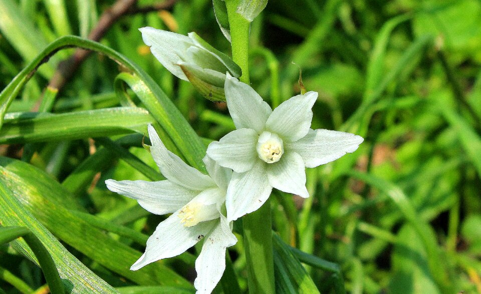 Nature plant flower