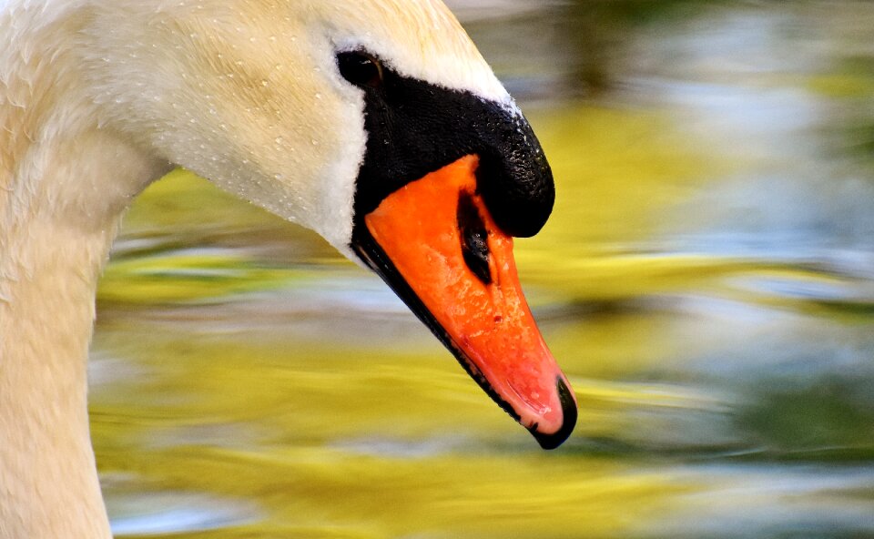 Animal schwimmvogel pride