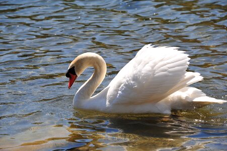 Water elegance wild photo