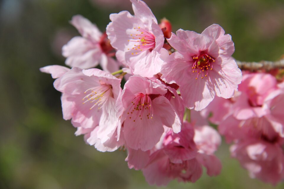 Garden blooming cherry