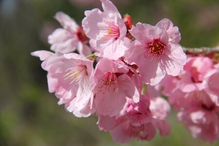 Garden blooming cherry photo