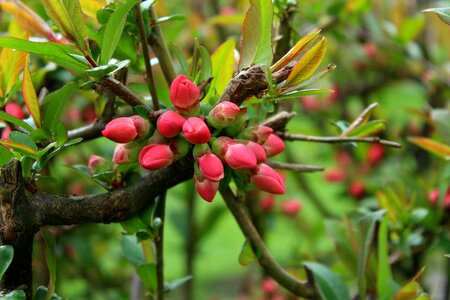 Spring april ornamental shrubs