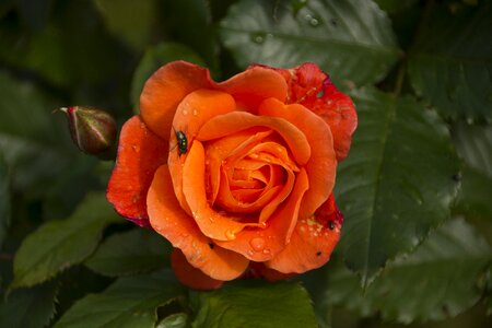Rose blooms flower garden rose photo
