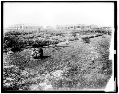 War Garden Commission LOC hec.14065