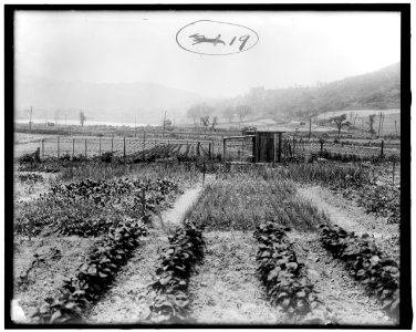 War Garden Commission LOC hec.14069