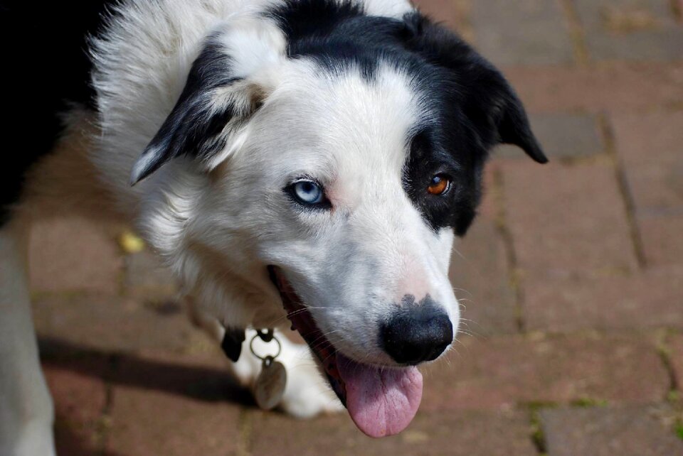 Collie dog brown border photo