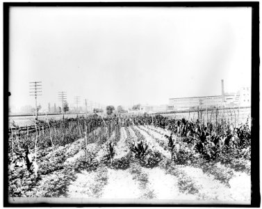 War Garden LOC hec.14051