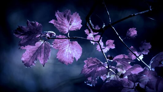 Leaf winters forest