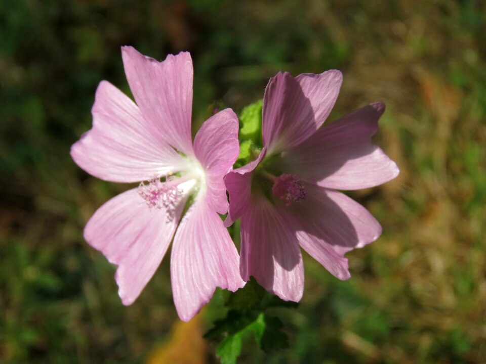 Wild flowers violet plant photo