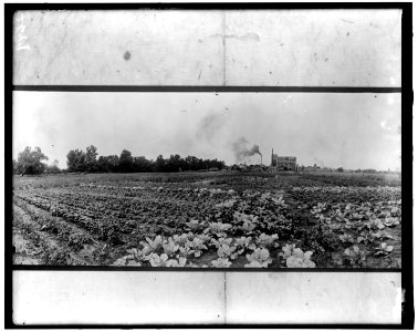 War Garden LOC hec.14073