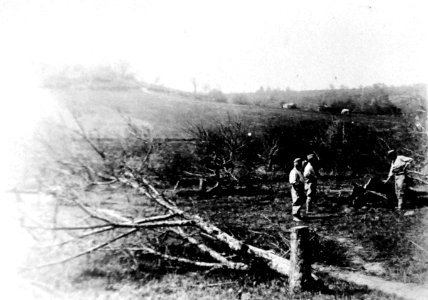 War damage, showing knocked down trees, somewhere in France during World War I (32648958146)