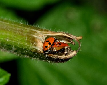 Macro insects reproduction