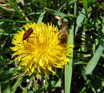 Insect flower flora photo