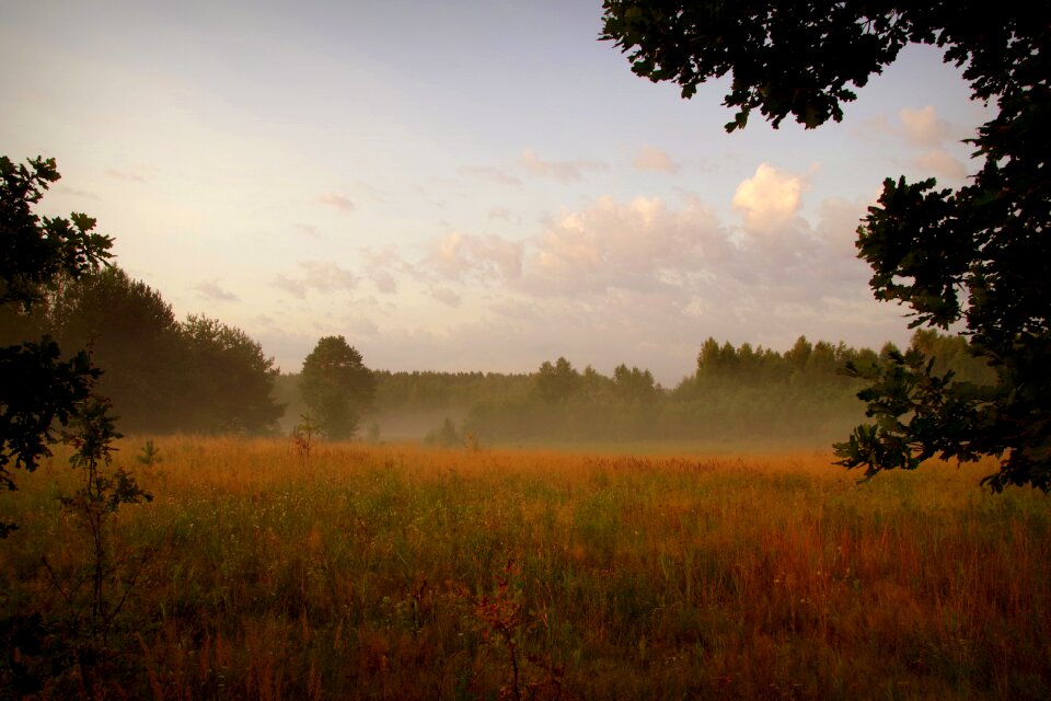 Polyana meadow grass