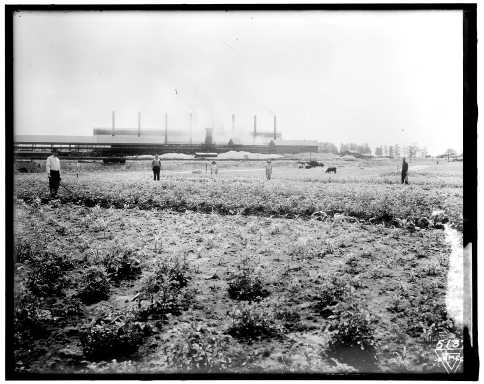War Garden Commission LOC hec.14062