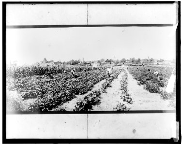 War Garden LOC hec.14049