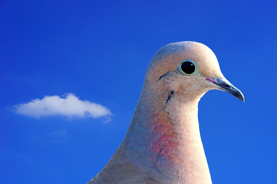 Bird animal street deaf