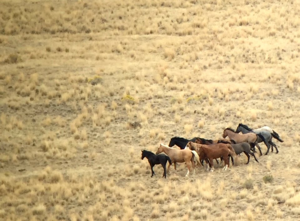 Warm Springs wild horse gather (44168903145)