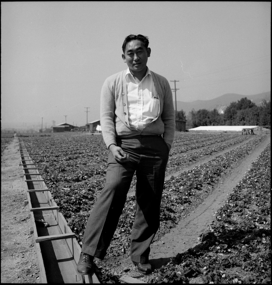 Warm Springs, California. Harry Konda is shown above in strawberry field on March 27, 1942, six wee . . . - NARA - 537589